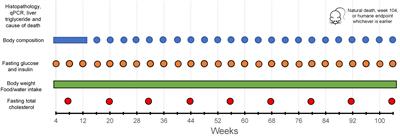 Effect of lifelong sucrose consumption at human-relevant levels on food intake and body composition of C57BL/6N mice